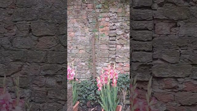 Почему нам трудно привыкнуть к другой среде? #shortsvideo #культура #разные #жизньвевропе #отношени смотреть онлайн