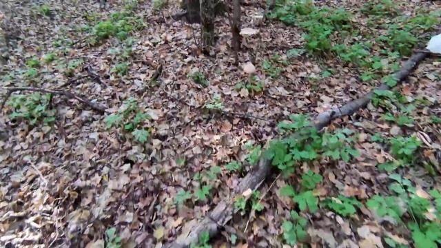 Самий отруйний гриб у світі виявився їстівним або як я збирав зонтіки смотреть онлайн