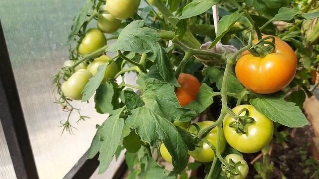 В АВГУСТЕ СРОЧНО ДАЙТЕ ТОМАТАМ СОДУ И БУДЕТЕ СОБИРАТЬ УРОЖАЙ ВЕДРАМИ ДО ОСЕНИ!!! УХОД ЗА ТОМАТАМИ! смотреть онлайн