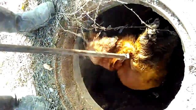 Спаниель попал в беду!