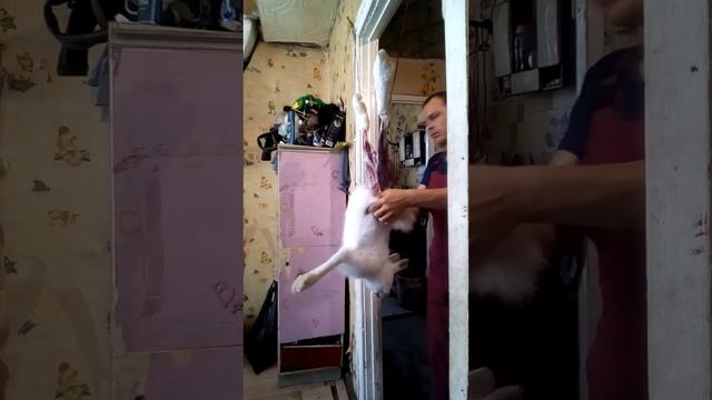 Как я снимаю шкуру с зайца смотреть онлайн