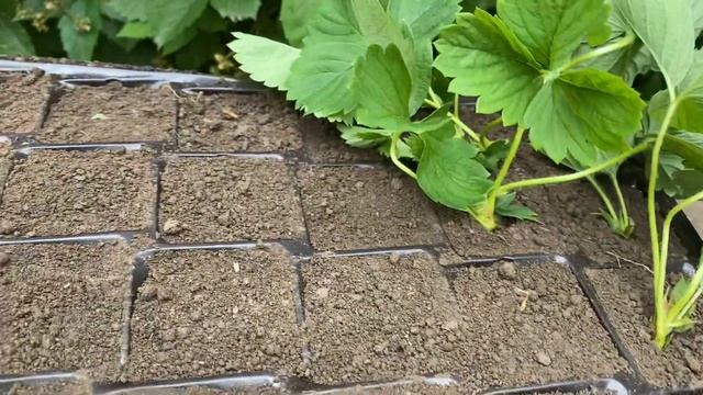 Кассетная рассада клубники пикирование усов смотреть онлайн