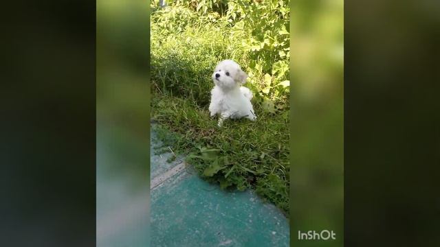 Мальтипу девочка смотреть онлайн
