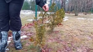 Туя Смарагд. Реальный опыт. Успехи и сложности выращивания