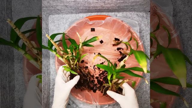 Repotting, Dividing and Separating a Keiki on a Dendrobium Orchid смотреть онлайн