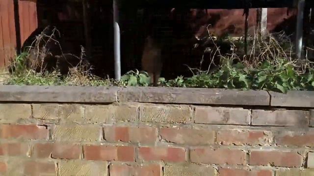 Funny Cat Vs. DJI Ryze Tello Drone Video смотреть онлайн