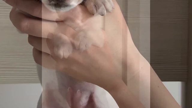 Продаются щенки Джек Рассел терьера смотреть онлайн