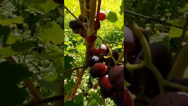 виноград сорт. ОЛИМП смотреть онлайн
