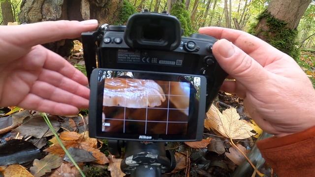 Fungi Photography - Multiple images, layering and stacking - Tutorial смотреть онлайн