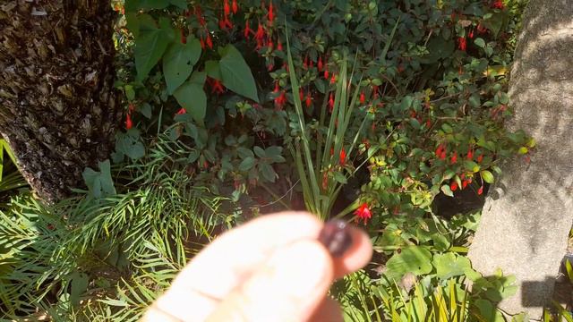 Fuchsia berries, don't waste them смотреть онлайн