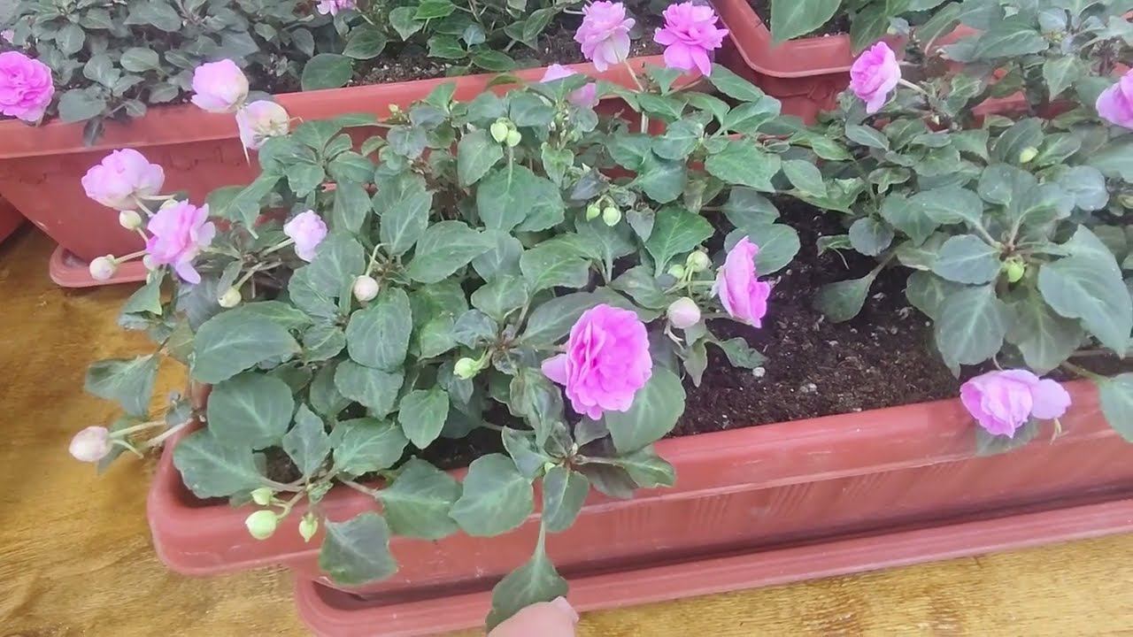 Высаживаю бальзамины на пмж. Ньансы правильной пересадки подбора кашпо и состава грунта. Уход .Полив смотреть онлайн
