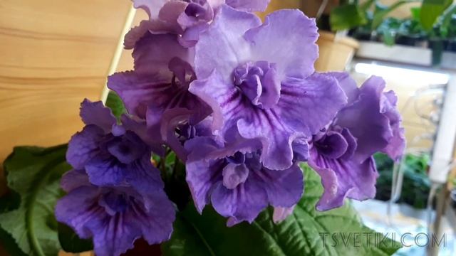 Стрептокарпус ZM- Романтика. Ароматный. смотреть онлайн