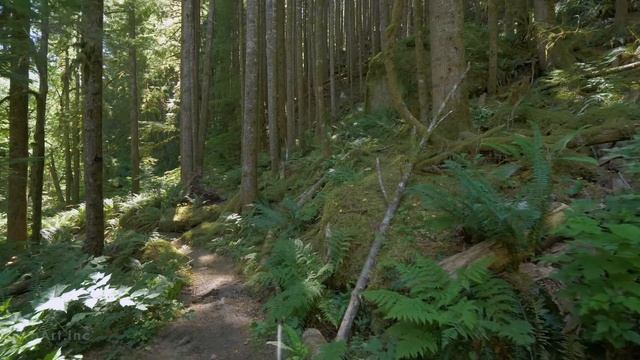 4K Virtual Forest Walk along Middle Fork Trail at Snoqualmie region. Part 1- 3 HR Relax Music смотреть онлайн