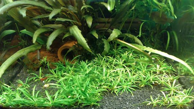 Аквариум смотреть онлайн