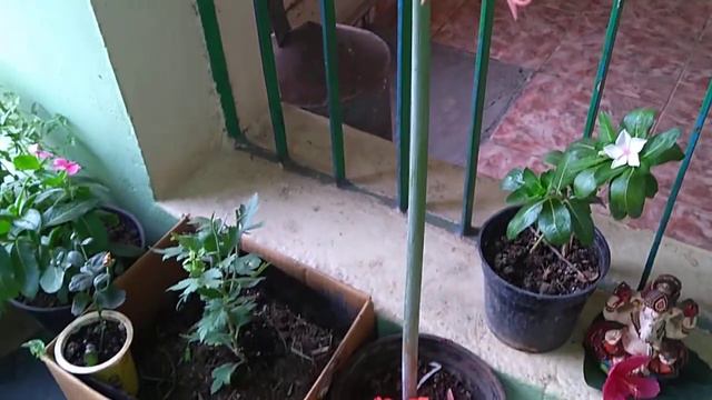 BEST Soil for Rose Plants to Use.. மண்ணை பற்றி கொஞ்சம் தெரிஞ்சிக்கலாம் வாங்க, ரோஜா செடிகளுக்காக.. смотреть онлайн