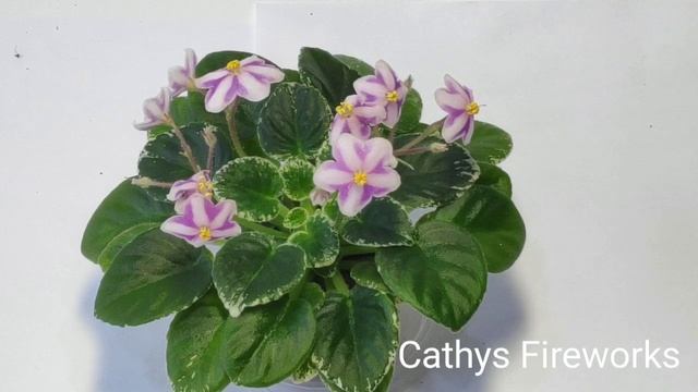 Allegro Watermelon Ruffles,Bavaria,Cathy’s Fireworks,Definitely Darryl,Lil Glimpse о' Spring смотреть онлайн