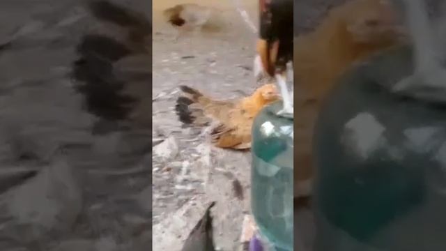 Староанглийская бентамка смотреть онлайн