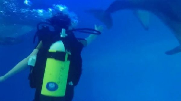 Diving with dolphins!!! [ Дайвинг с дельфинами! ]