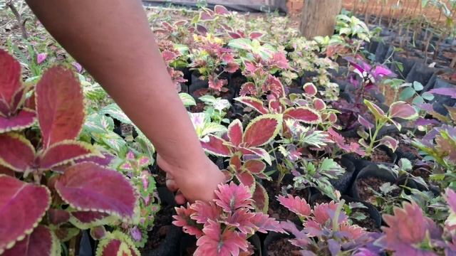 how to grow flower form cutting ( caladium, calvoa, canna, columnea, costus, cyanastrum and more смотреть онлайн