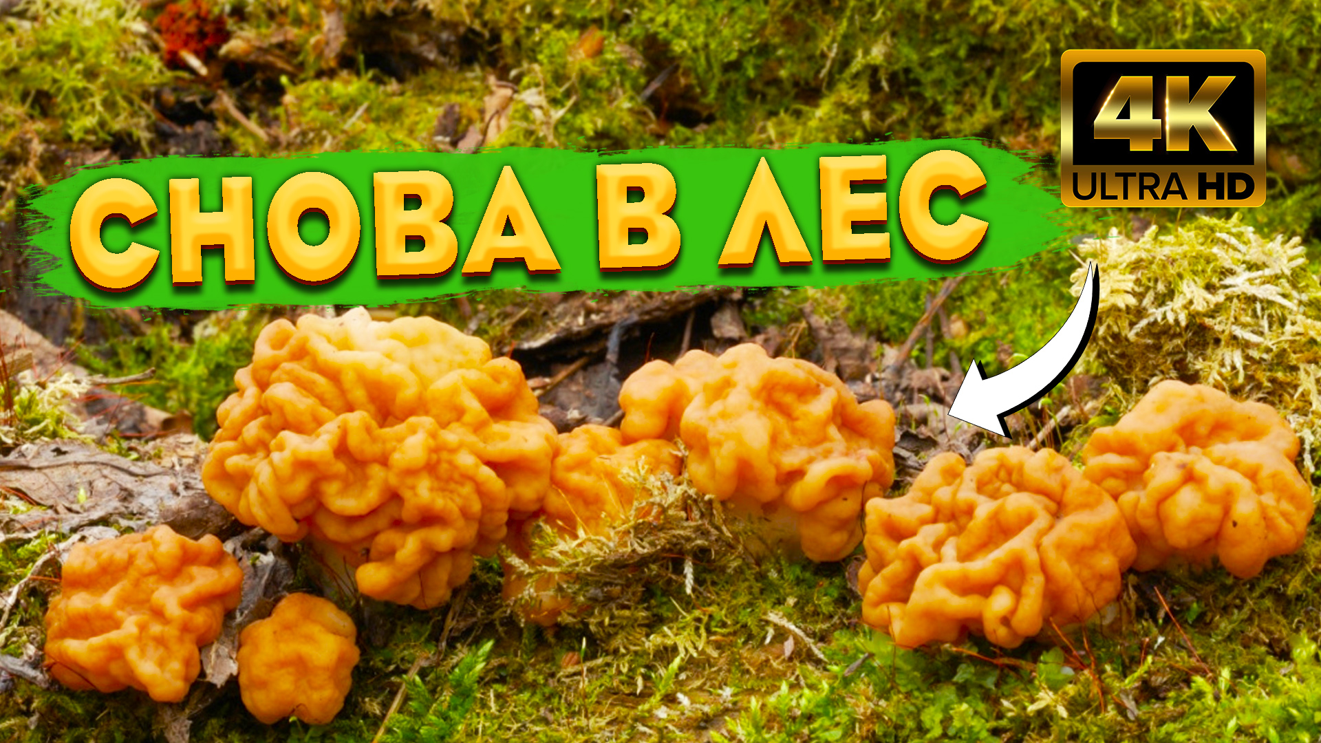 ? В весенний лес за гигантскими строчками ? Строчки пошли супер полянами ? Где растут строчки ? смотреть онлайн