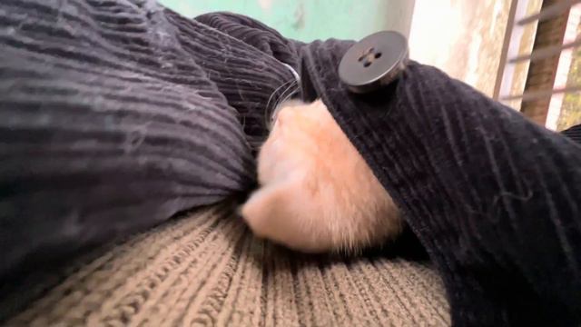 This is the kitten who tried to take it's a first walk and burying my clothing смотреть онлайн