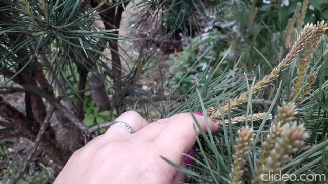 ФОРМИРОВКА кроны СОСНЫ. Ответы на вопросы/Мой опыт (шар) 2013-2019гг/ смотреть онлайн