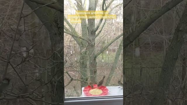 Что за большие птицы ? ?? Напишите в комментариях!