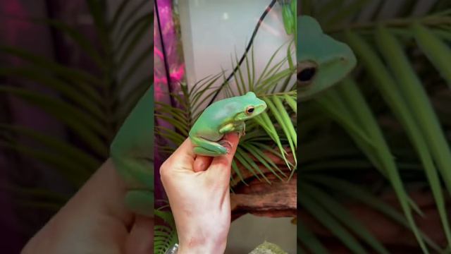 Моя лягушка разбила нос🥺