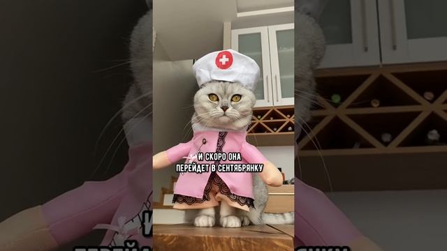 Смешные коты - Майя ? #смешныекоты #кошка #доктор