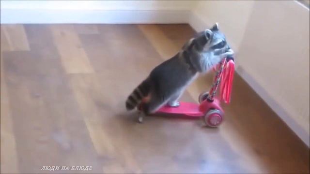 СМЕШНЫЕ ЕНОТЫ ПОДБОРКА 2020 Funny Raccoons Сompilation смотреть онлайн