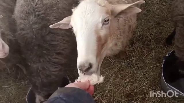 ЖИЗНЬ В СИБИРИ.Блины и яйца на завтрак.Овечки рады моему вниманию.?? Все хотят внимания? смотреть онлайн