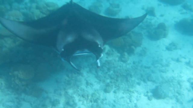 manta ray , north ari atoll, maldives смотреть онлайн