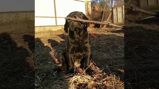 #щенокпродается #щенки #щенок #кобельканекорсо #мальчик #канекорсо #канекорсоклуб #канекорсоспб #к смотреть онлайн
