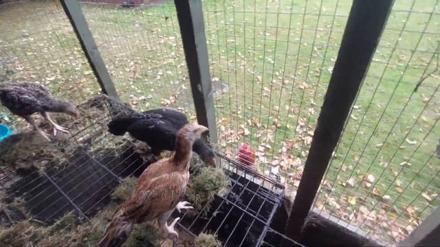 цыплята 2 месяца смотреть онлайн