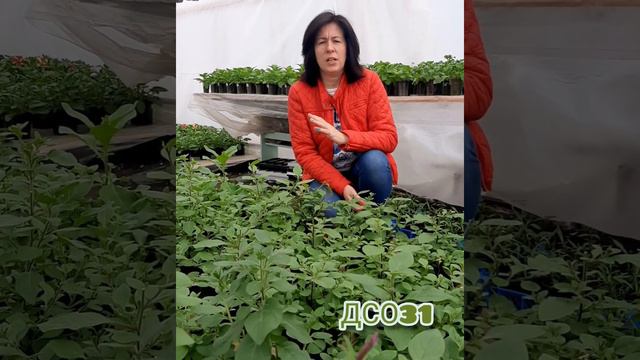🌺🪴❓Какой объем грунта необходим для ампельной петуни... смотреть онлайн