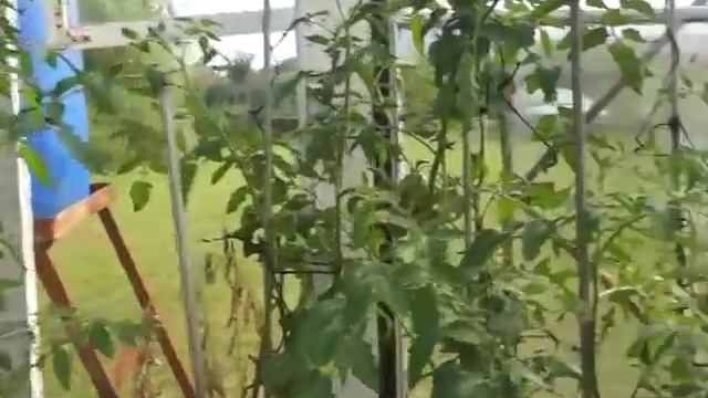 Прогулка по даче, обзор дачи смотреть онлайн