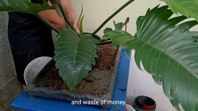 CHOCO EMPRESS PHILODENDRON Repotting | Silent Plant Vlog смотреть онлайн