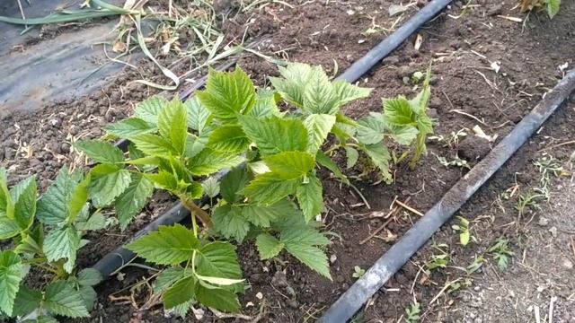 Малина Маравилла-нужна она ? смотреть онлайн