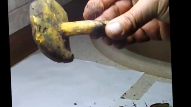 Съедобные грибы - Моховик пестрый - трещиноватый смотреть онлайн