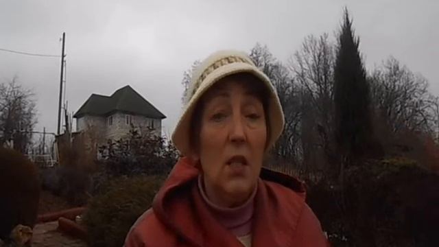 Весенний бадан.  Чай из листьев бадана