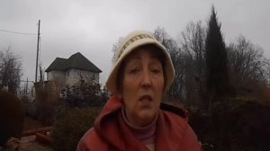 Весенний бадан.  Чай из листьев бадана