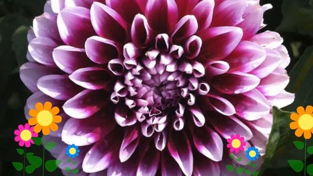 Георгина махровая (Edinburgh). Краткий обзор, описание характеристик, где купить луковицы