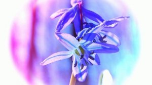 Футаж. Весенние цветы 2