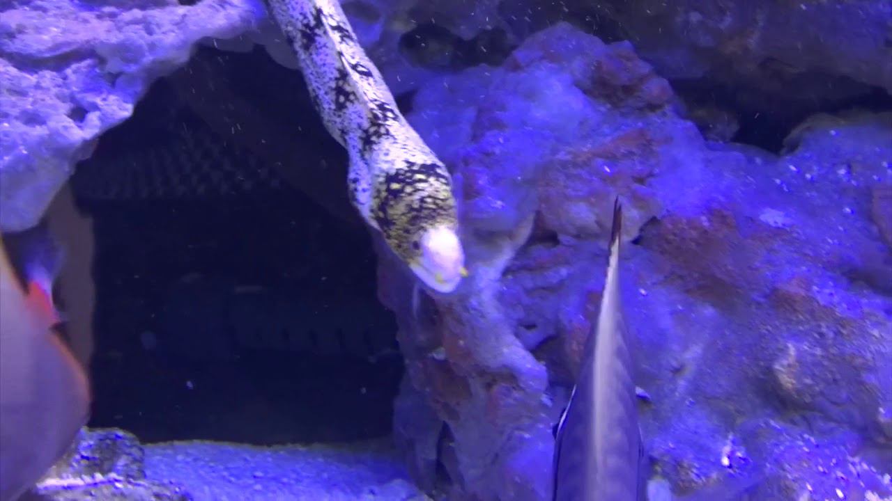 Мурена-ехидна звездчатая смотреть онлайн