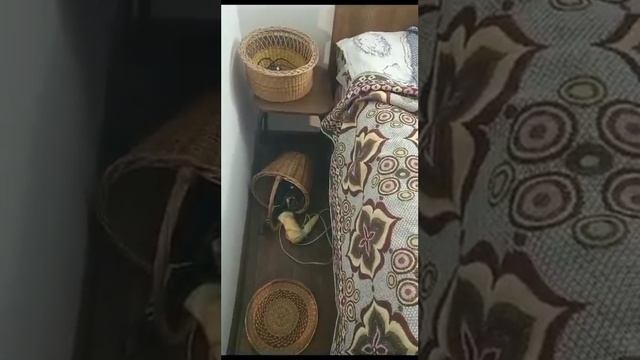 Котята мышеловы ищут мам и пап, Нижнекамск, звоните вотсап 89150073705 смотреть онлайн