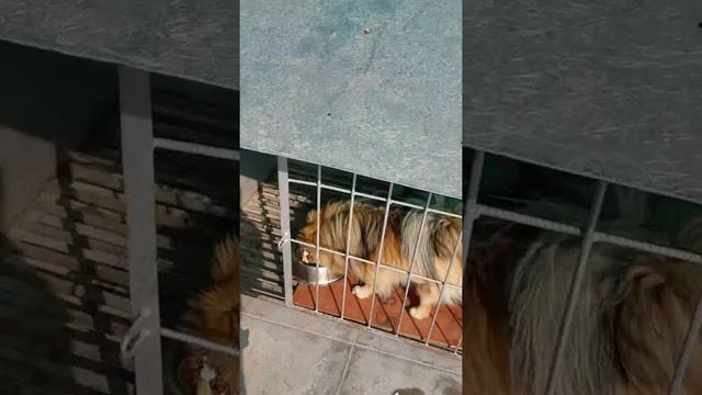 giving food to pomeranians смотреть онлайн