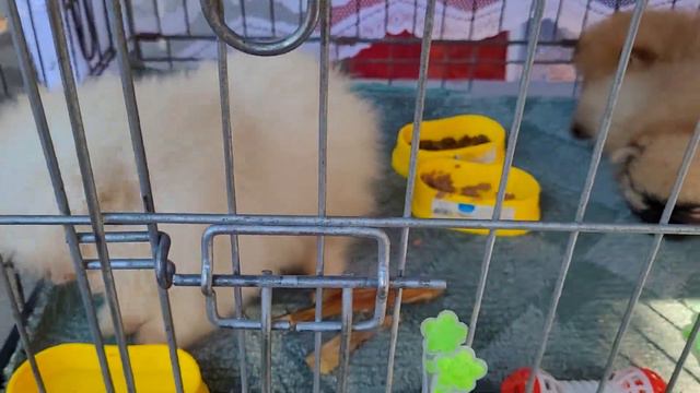 СОБАЧИЙ БАЗАР В ОДЕССЕ! СТАРОКОННЫЙ РЫНОК. Одесса 18.09.2022. Породы Собак и Котов смотреть онлайн