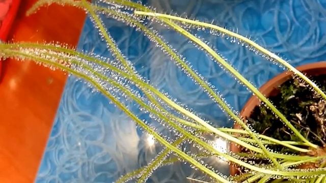 Цветение росянки нитевидной (Drosera Filiformis)