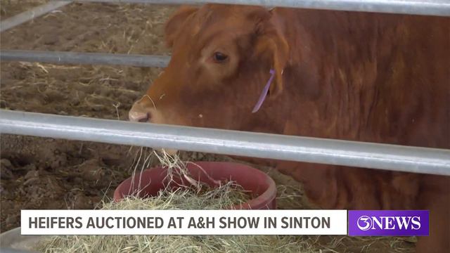 Heifers auctioned at A&H show in Sinton смотреть онлайн