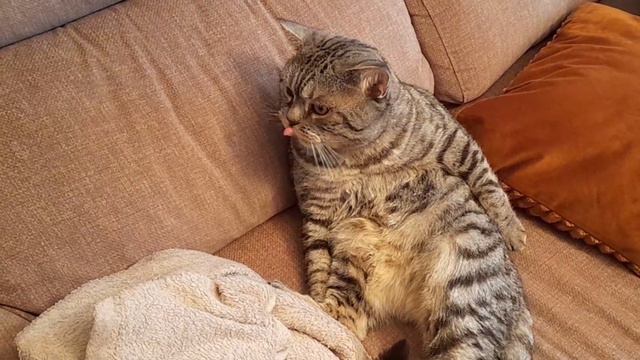 Максик умываеться.Умный Шотландский кот #animals#scottishfold#cat смотреть онлайн